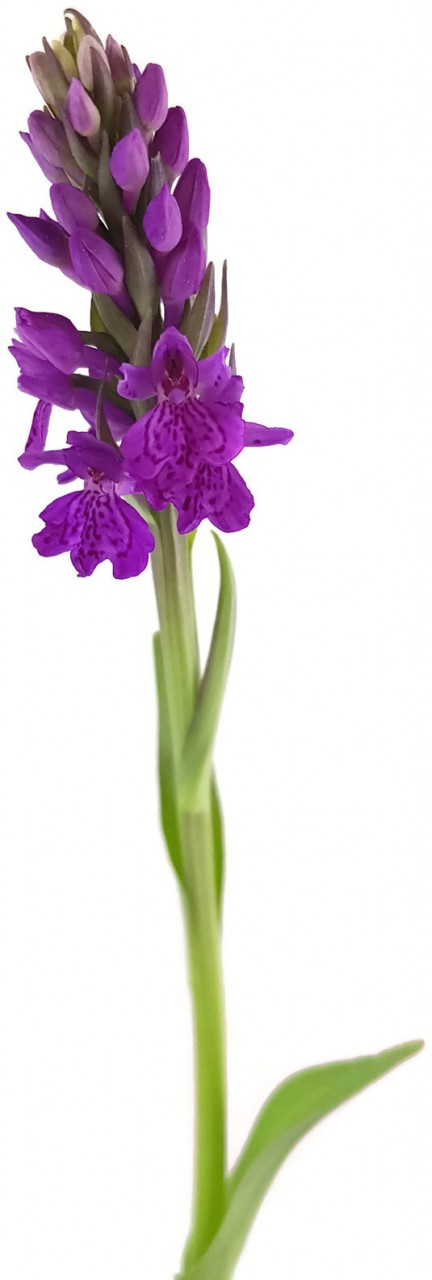 Dactylorhiza purpurella - Purpurblütiges Knabenkraut
