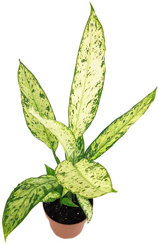Dieffenbachia "Vesuvius" - Blattschmuckpflanze