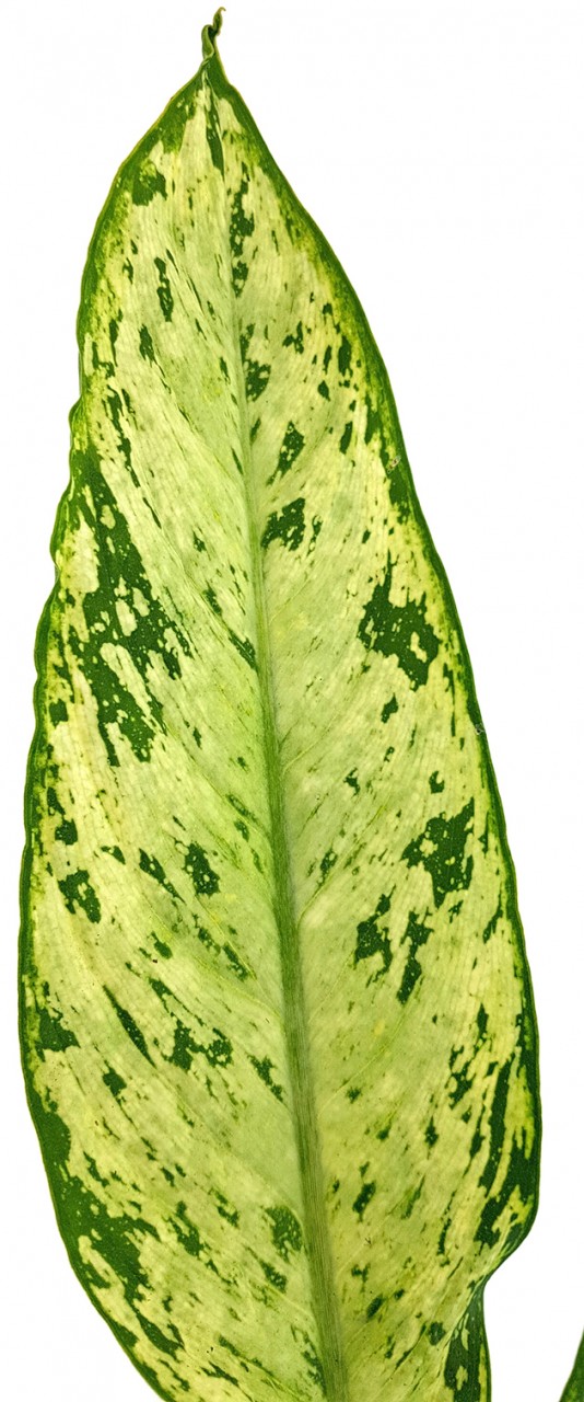Dieffenbachia "Vesuvius" - Blattschmuckpflanze