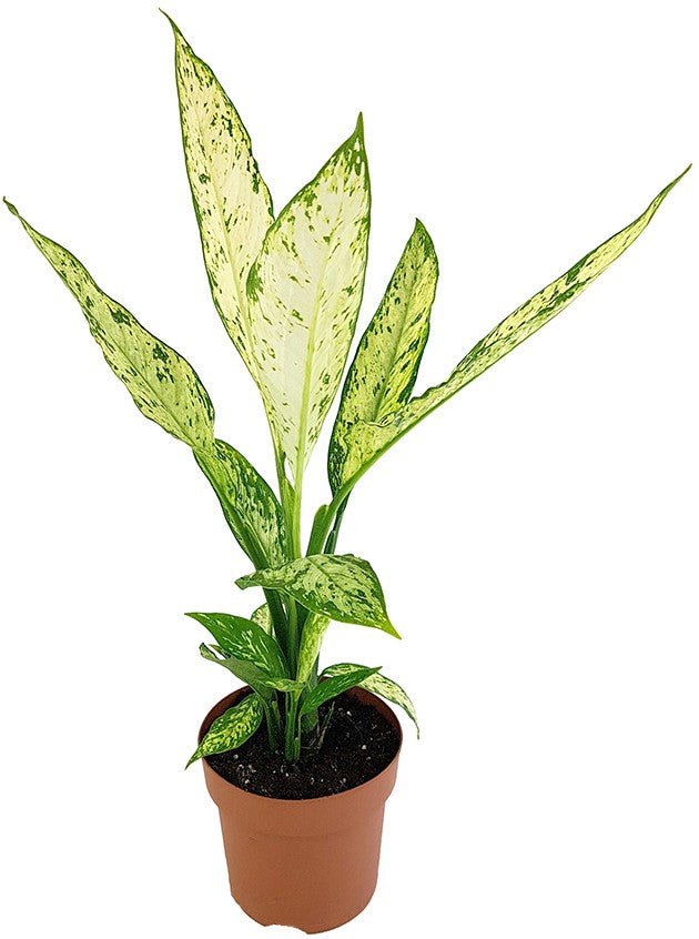 Dieffenbachia "Vesuvius" - Blattschmuckpflanze