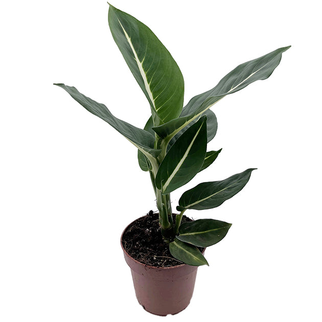 Dieffenbachia "Green Magic" - sanfte Grünpflanze