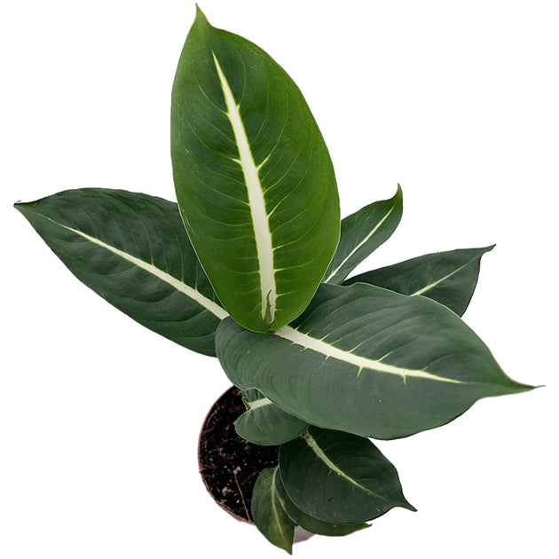 Dieffenbachia "Green Magic" - sanfte Grünpflanze