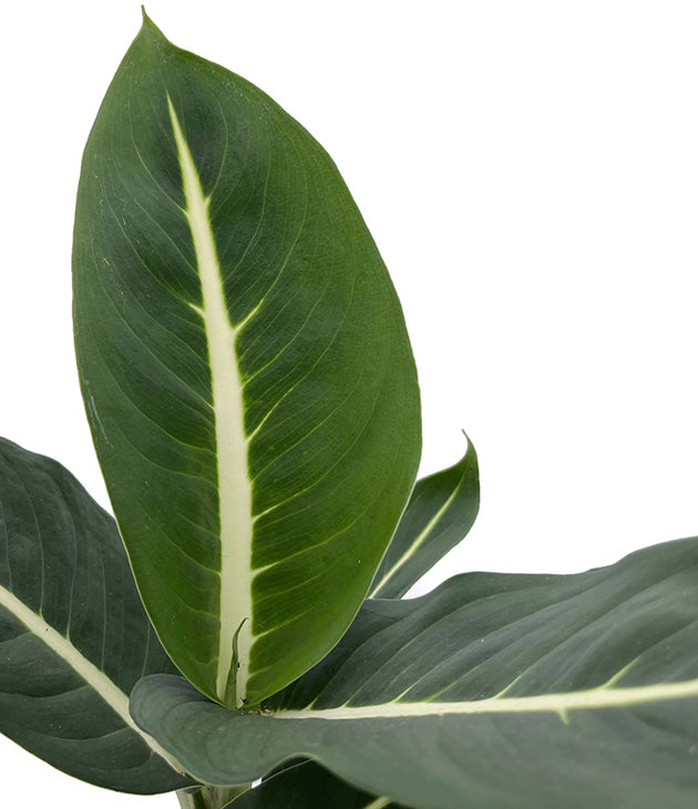 Dieffenbachia "Green Magic" - sanfte Grünpflanze