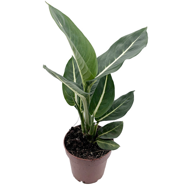 Dieffenbachia "Green Magic" - sanfte Grünpflanze