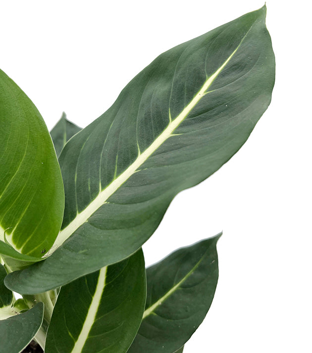 Dieffenbachia "Green Magic" - sanfte Grünpflanze