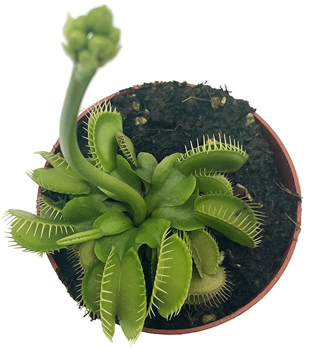 Dionaea muscipula "Hulk" - gigantische Venusfliegenfalle
