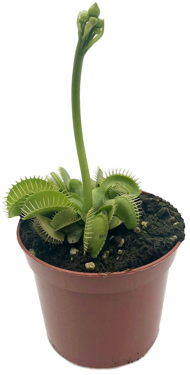 Dionaea muscipula "Hulk" - gigantische Venusfliegenfalle