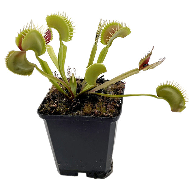 Dionaea muscipula "GJ Giant Form" - riesige Venusfliegenfalle