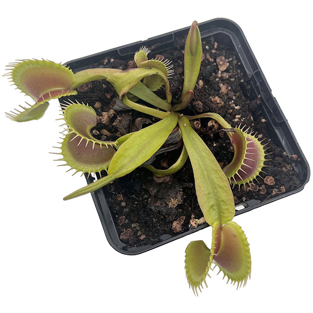 Dionaea muscipula FB "Megalodon"