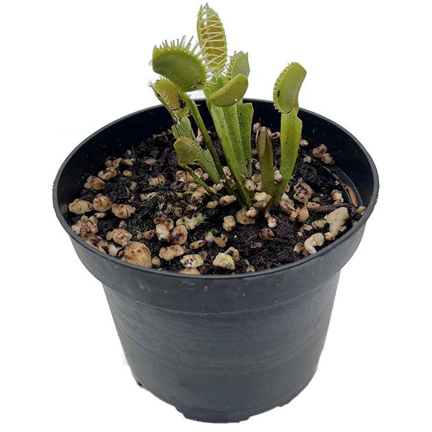 Dionaea muscipula &