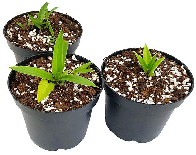 Disa uniflora Hybride - 3er Set der Erdorchidee - Happy Colour