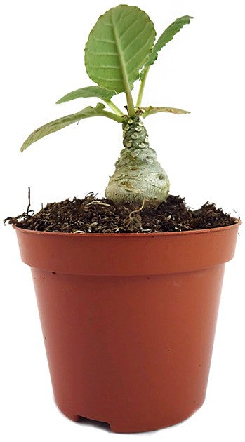 Dorstenia foetida – stinkende Dorstenie