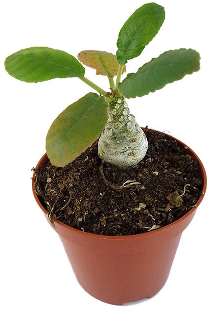 Dorstenia foetida – stinkende Dorstenie
