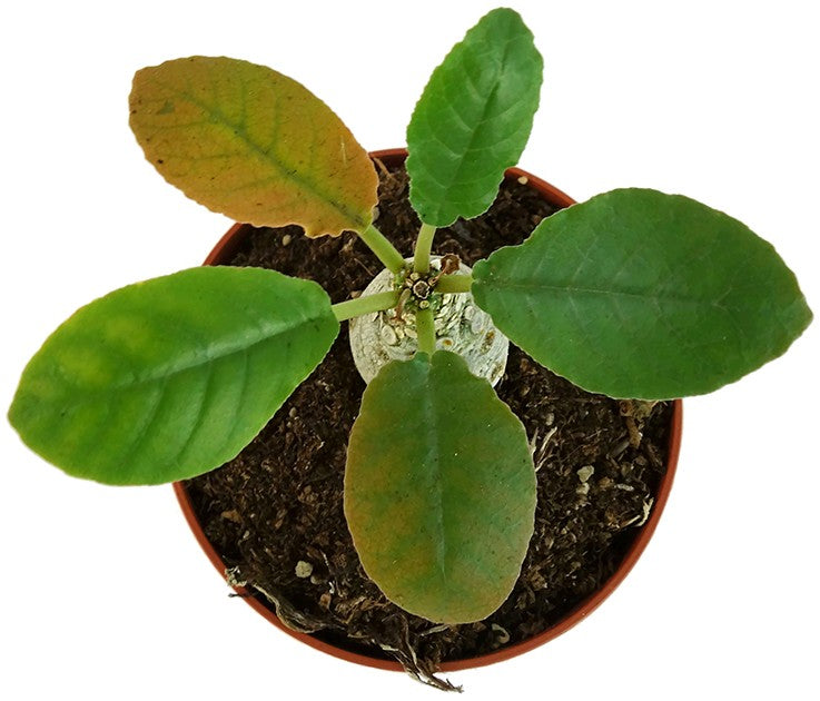 Dorstenia foetida – stinkende Dorstenie