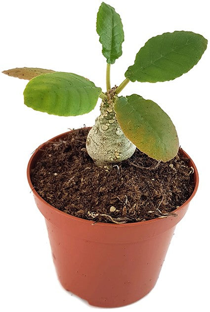 Dorstenia foetida – stinkende Dorstenie