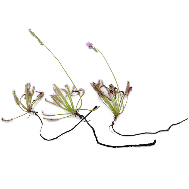 Drosera capensis Set - lose Rhizome