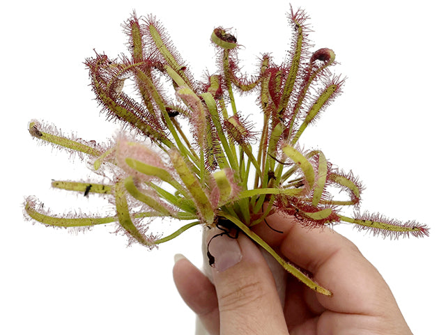 Drosera capensis Set - lose Rhizome