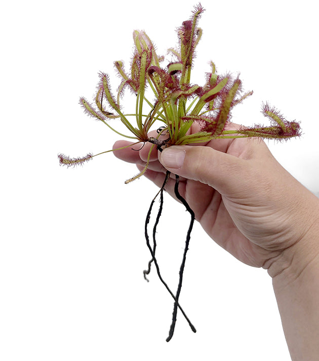 Drosera capensis Set - lose Rhizome