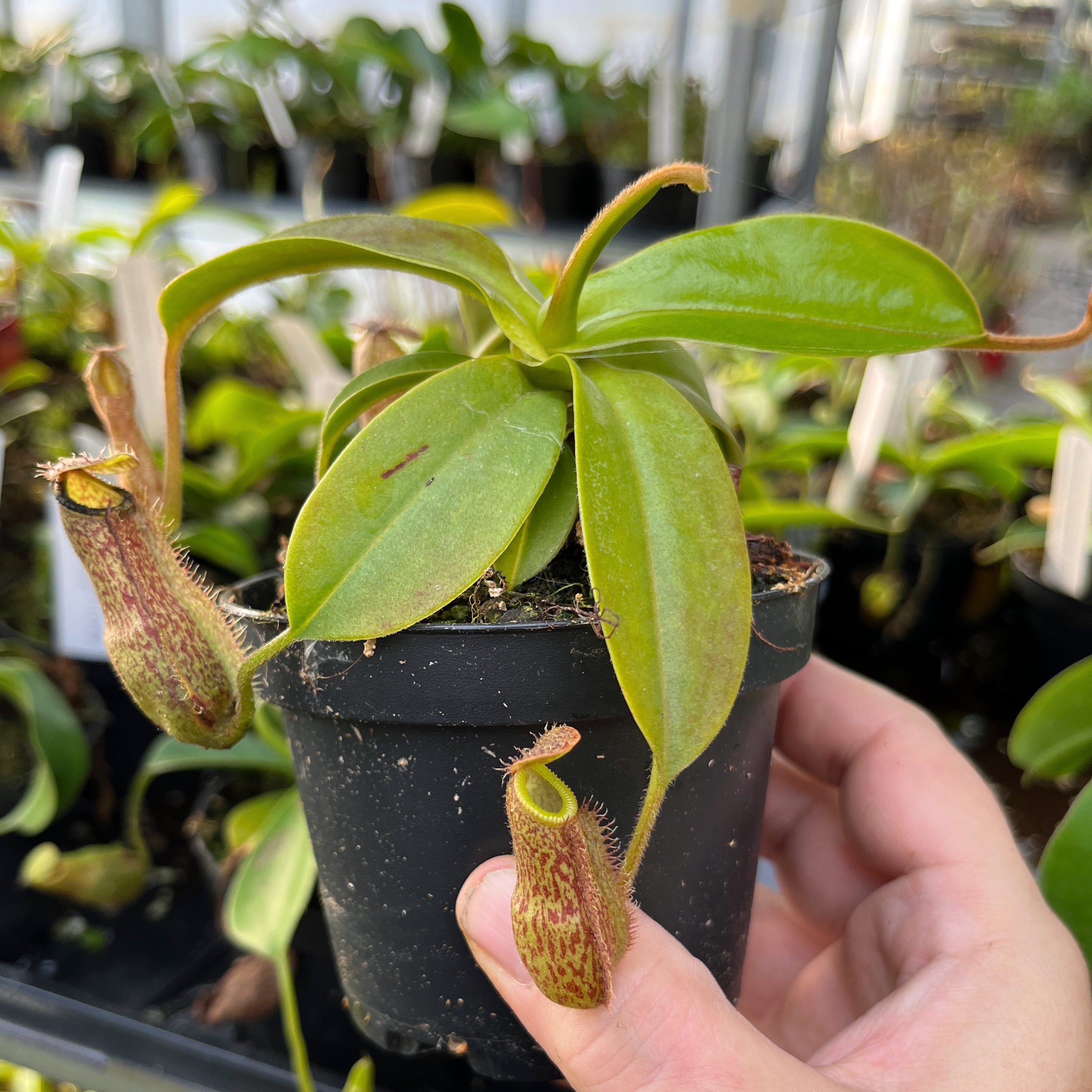 Nepenthes hamata x klossii BE-4562