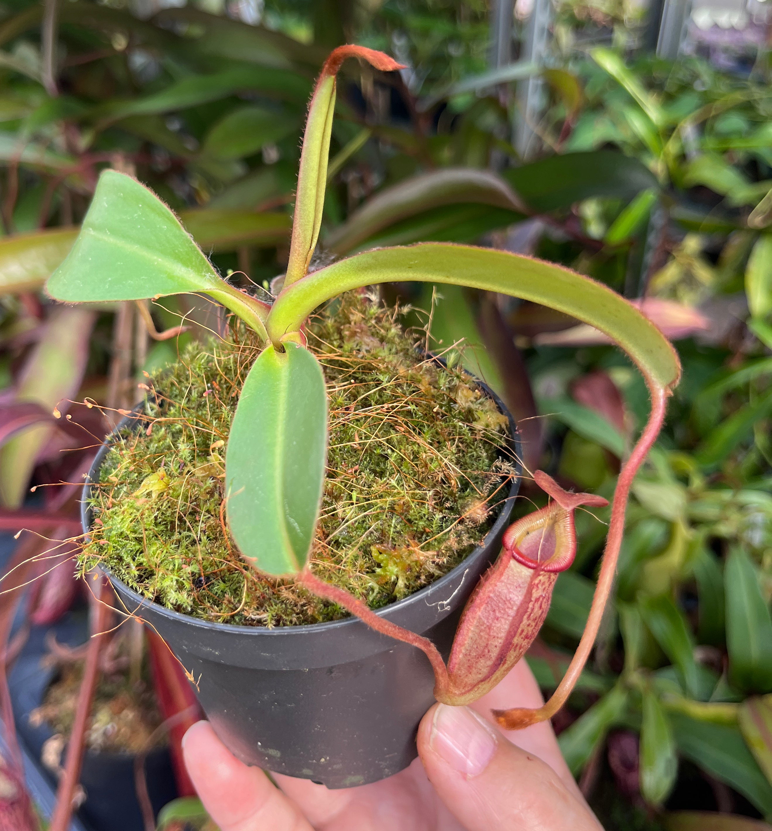 Nepenthes rajah x (burbidgeae x edwardsiana) BE-3902
