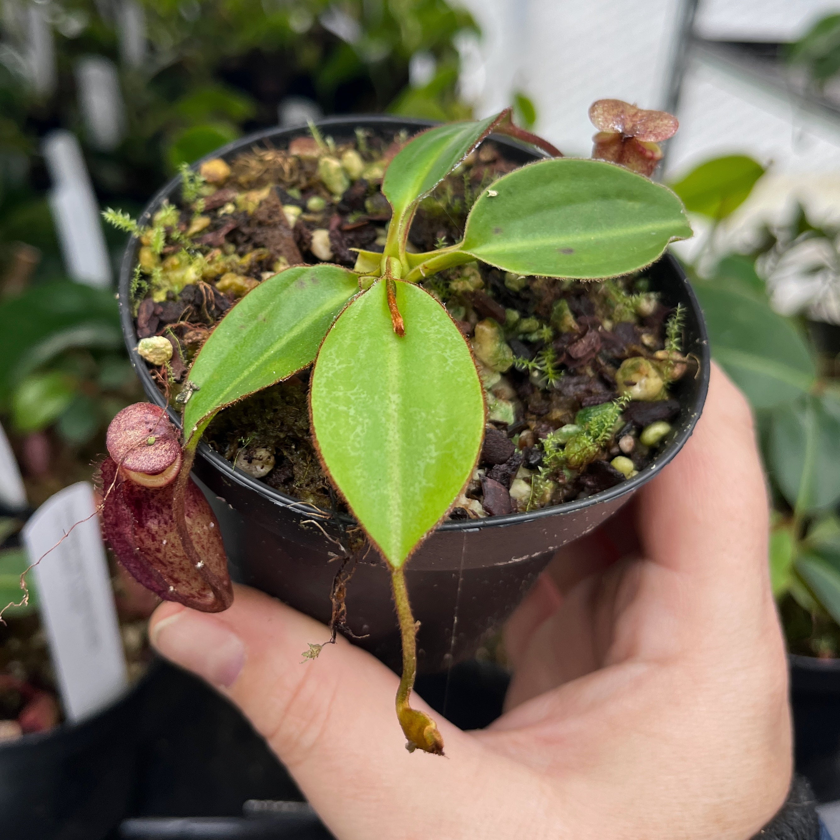 Nepenthes rajah x burbidgeae BE-4612