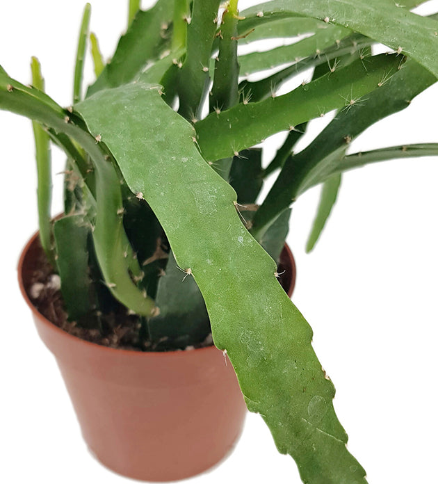 Epiphyllum "red Tip" - traumhafter Blattkaktus