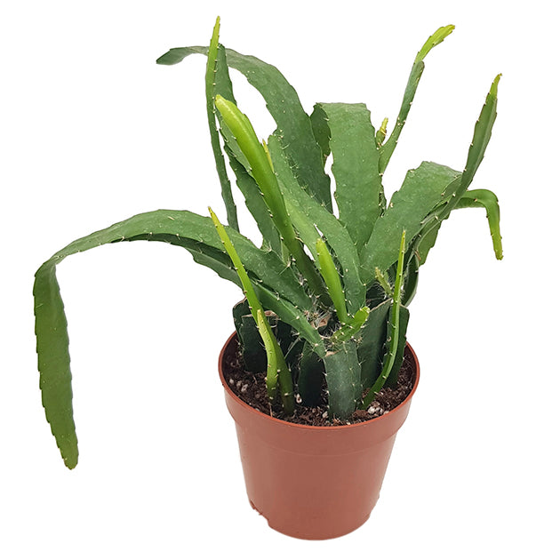 Epiphyllum "red Tip" - traumhafter Blattkaktus