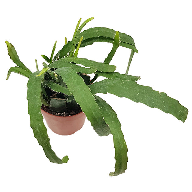 Epiphyllum "red Tip" - traumhafter Blattkaktus