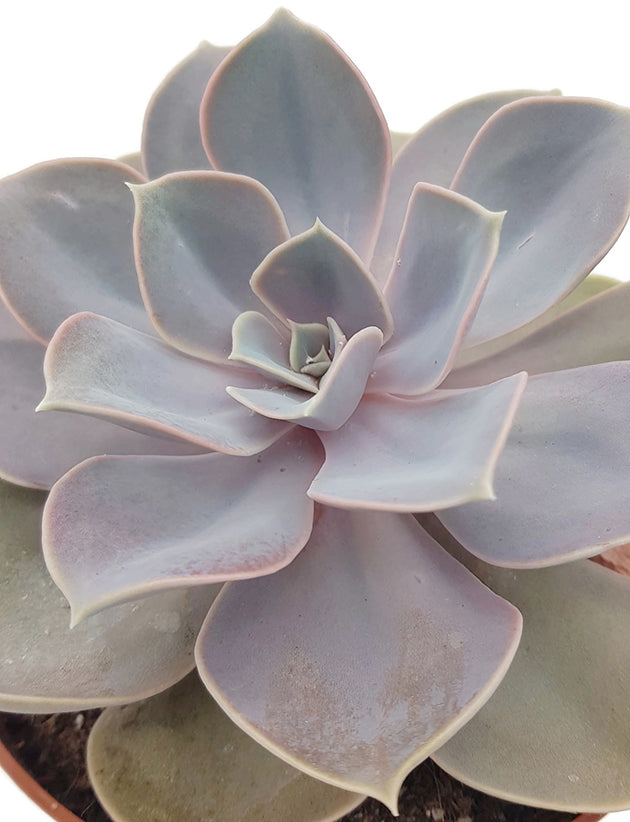 Echeveria "Perle von Nürnberg" - Sukkulente