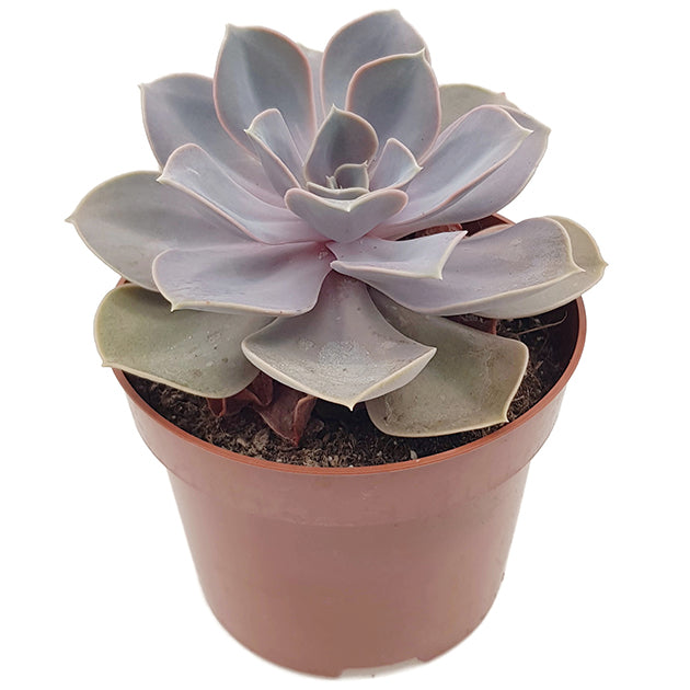Echeveria "Perle von Nürnberg" - Sukkulente