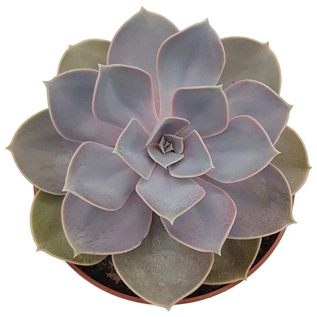 Echeveria "Perle von Nürnberg" - Sukkulente