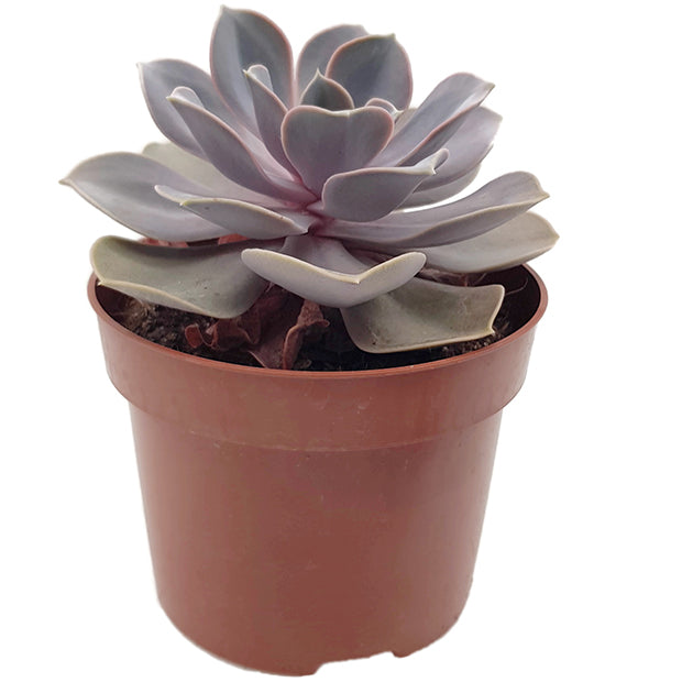 Echeveria "Perle von Nürnberg" - Sukkulente