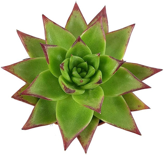 Echeveria agavoides "Lipstick" - verführerisches Dickblatt