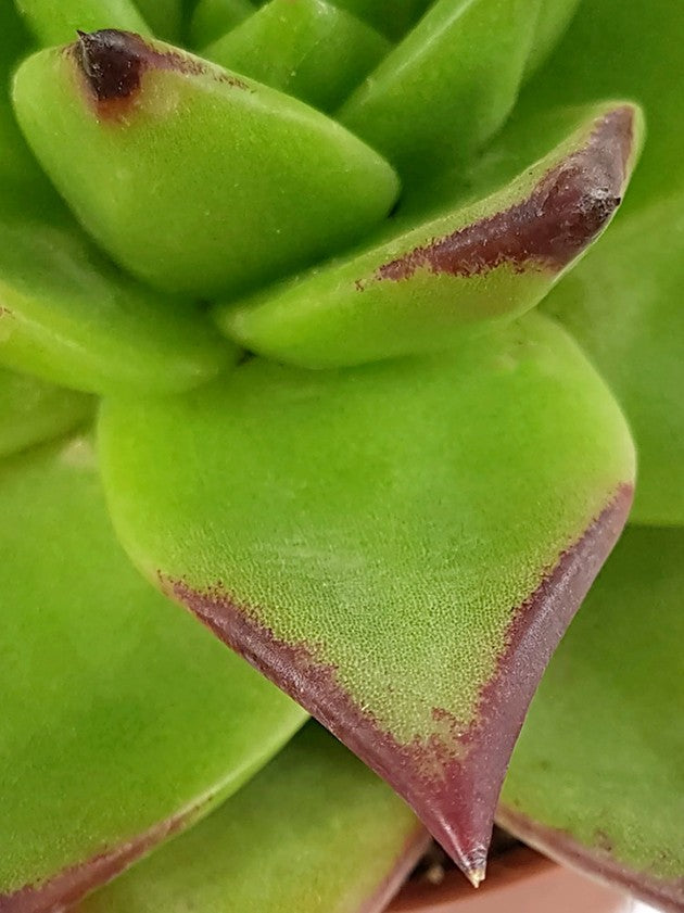 Echeveria agavoides "Lipstick" - verführerisches Dickblatt