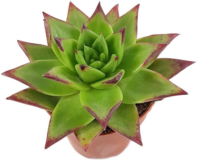 Echeveria agavoides "Lipstick" - verführerisches Dickblatt