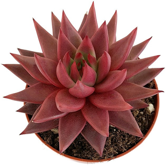 Echeveria agavoides "Celestia" - dunkelrotes Dickblatt