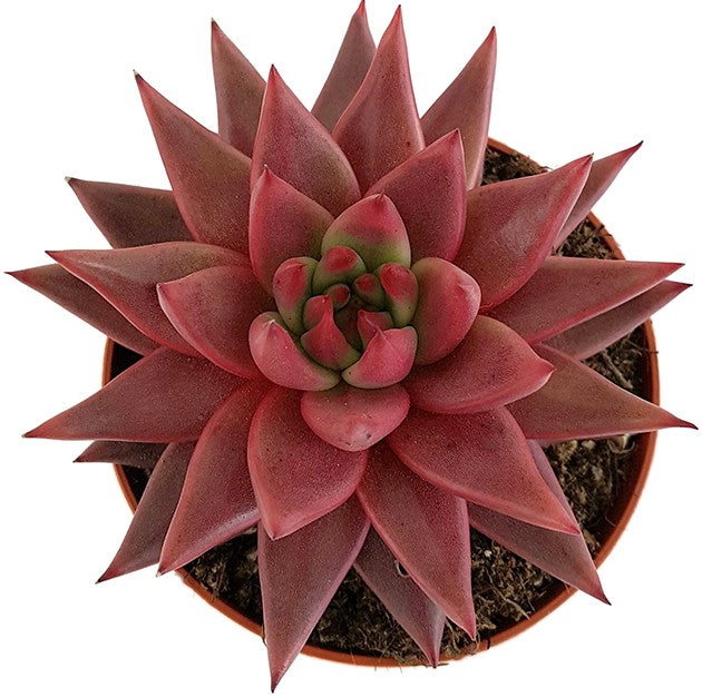 Echeveria agavoides "Celestia" - dunkelrotes Dickblatt