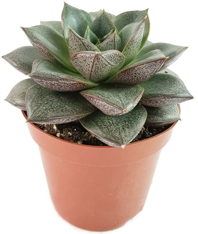 Echeveria purpusorum - Mandala Sukkulente