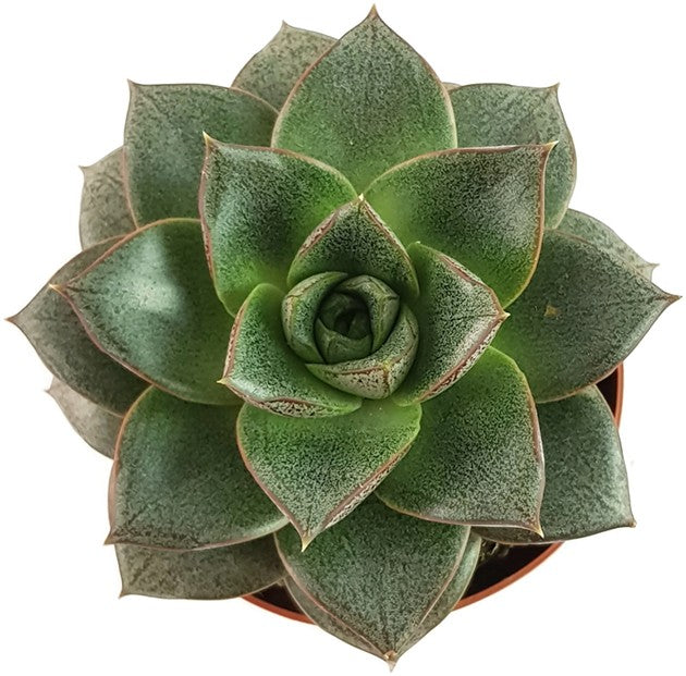 Echeveria purpusorum - Mandala Sukkulente
