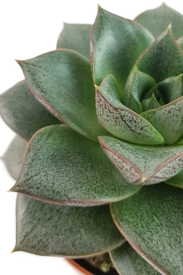 Echeveria purpusorum - Mandala Sukkulente