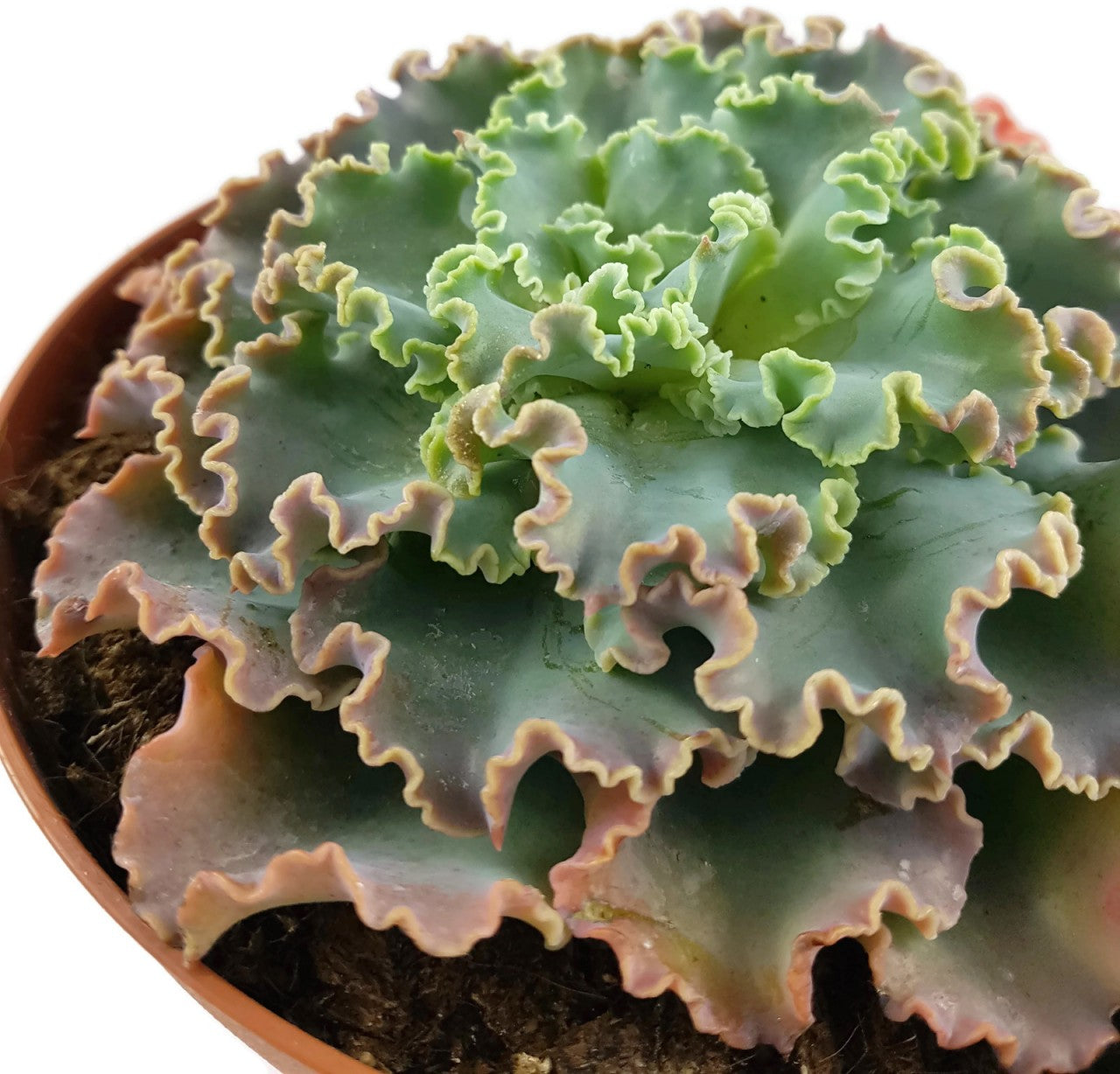 Echeveria Hybride - Sukkulente