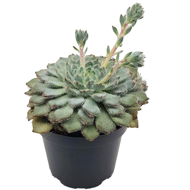 Echeveria setosa - behaartes Dickblatt