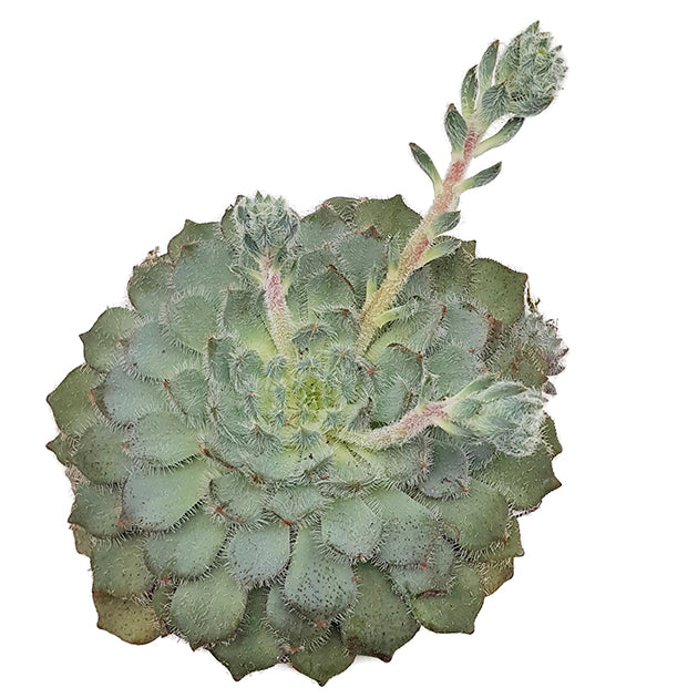 Echeveria setosa - behaartes Dickblatt