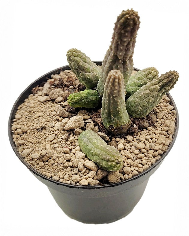 Echidnopsis archeri - exquisite Sukkulente