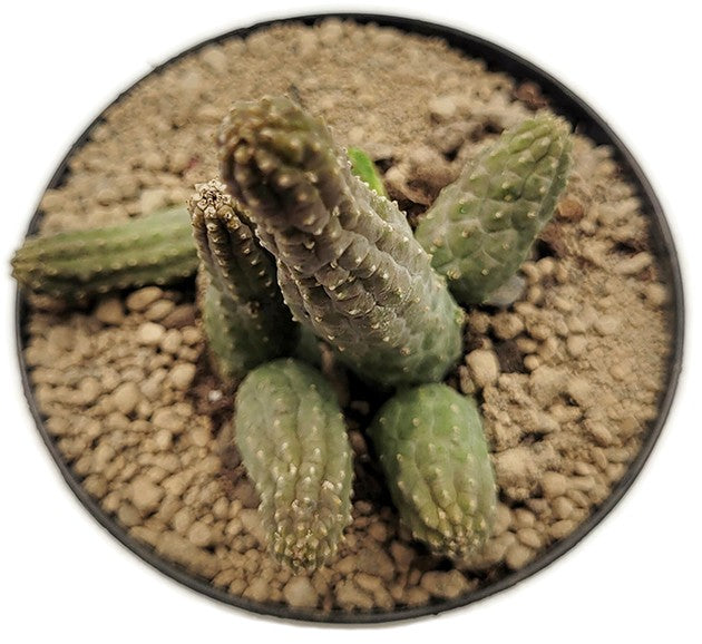 Echidnopsis archeri - exquisite Sukkulente