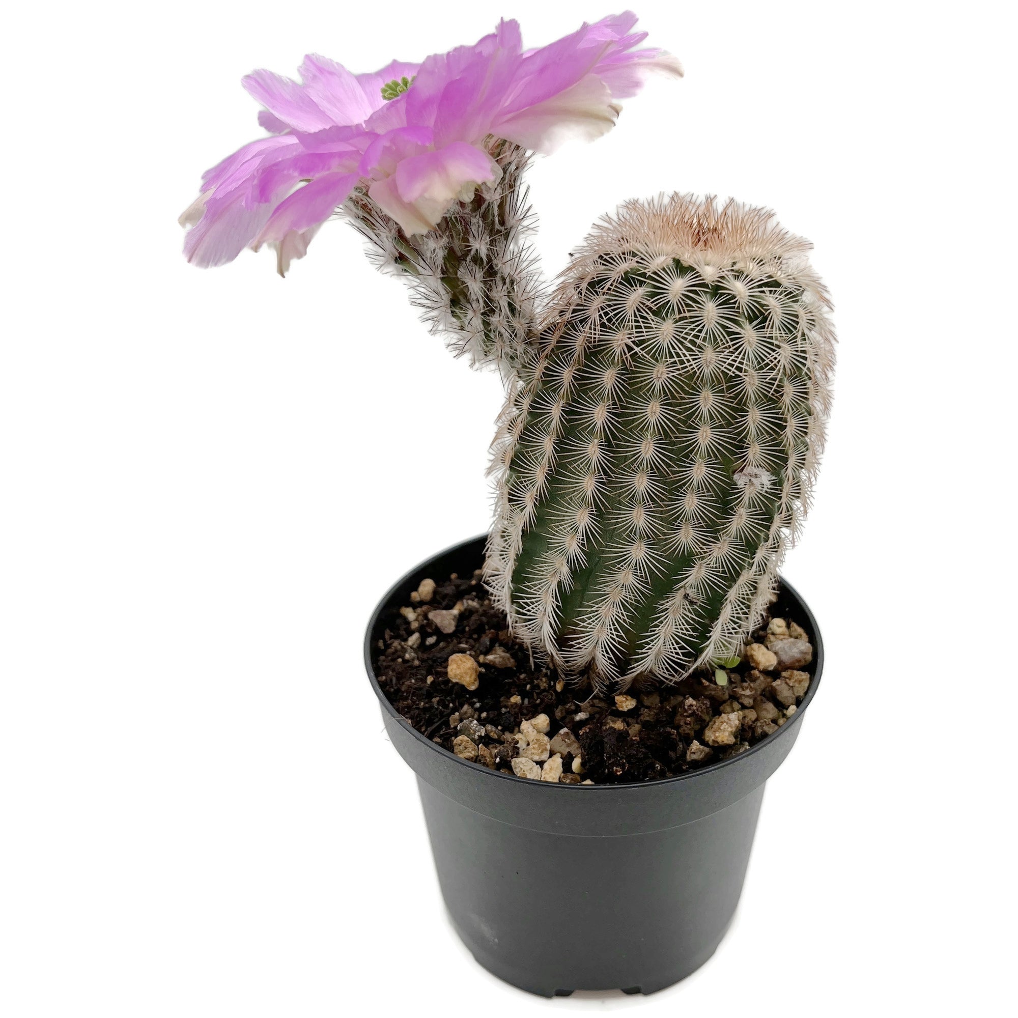 Echinocereus reichenbachii - Reichenbachs Igelkaktus