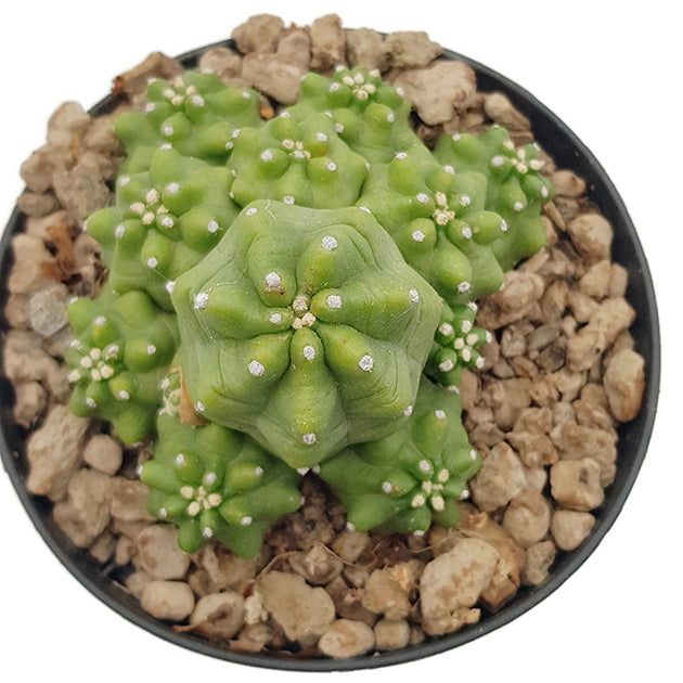 Echinocereus triglochidiatus v. mojvensis inermis - Igelkaktus