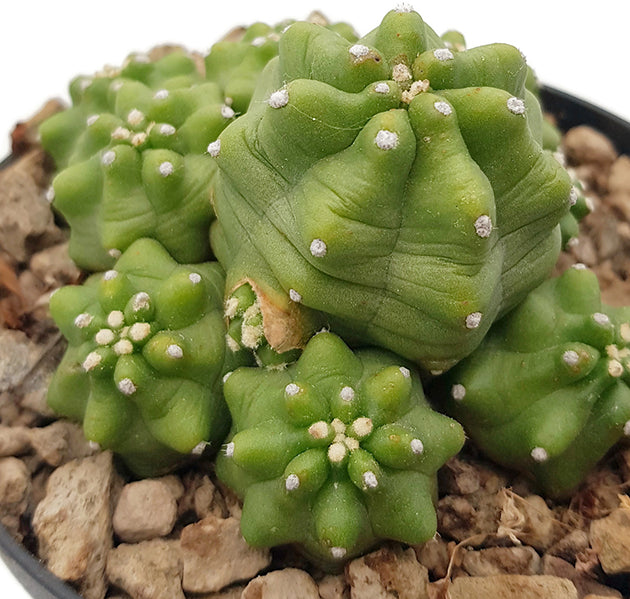 Echinocereus triglochidiatus v. mojvensis inermis - Igelkaktus