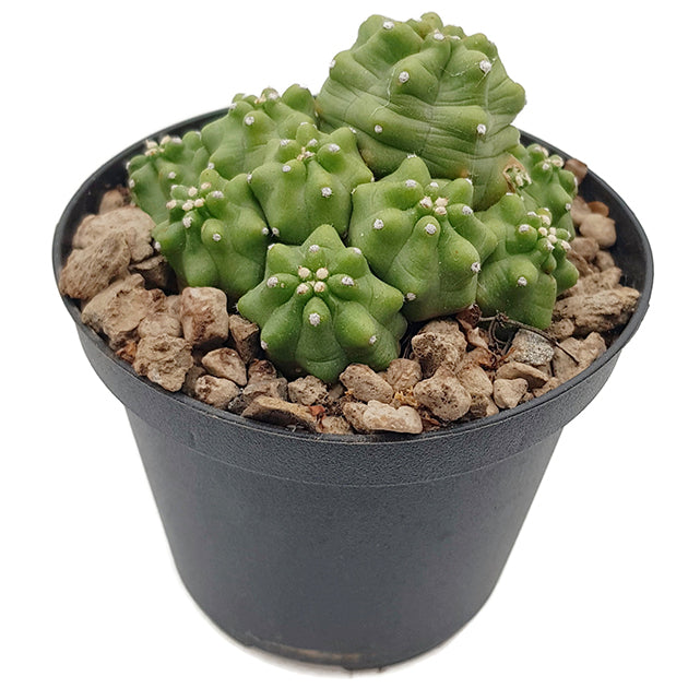 Echinocereus triglochidiatus v. mojvensis inermis - Igelkaktus