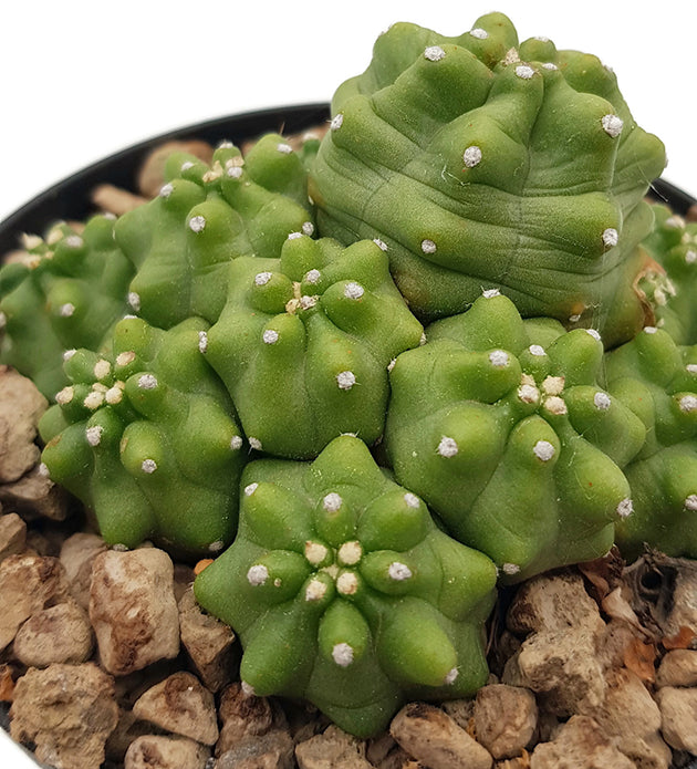 Echinocereus triglochidiatus v. mojvensis inermis - Igelkaktus